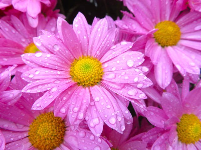 雨の花