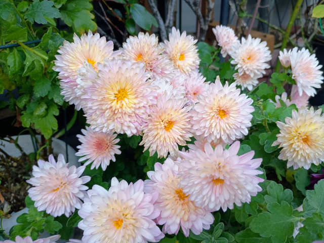 菊