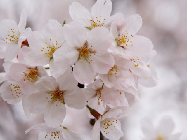 桜